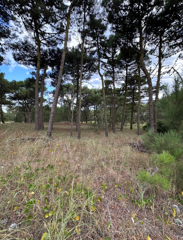 Lote en venta en bosques